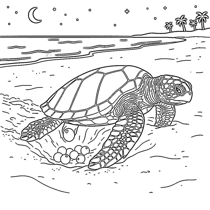 Tartaruga marine che depone uova da colorare
