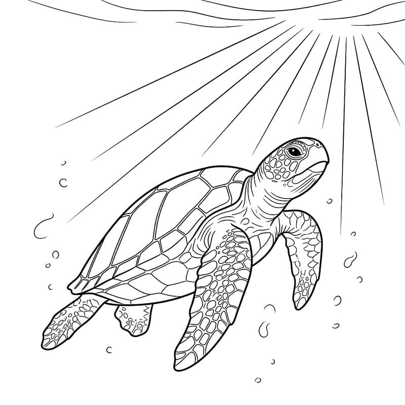 Tartaruga marine sotto il sole da colorare