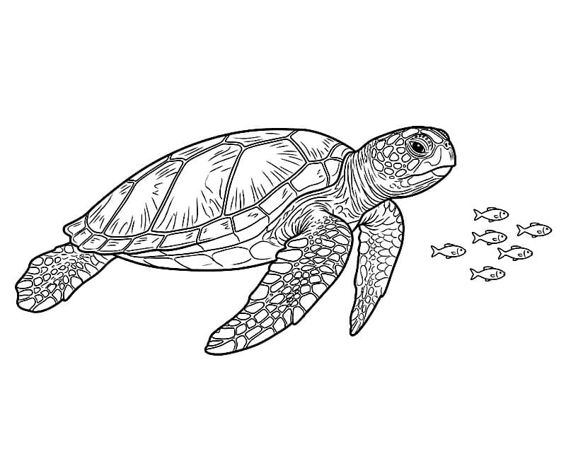Tartarughe marine e piccoli pesci da colorare