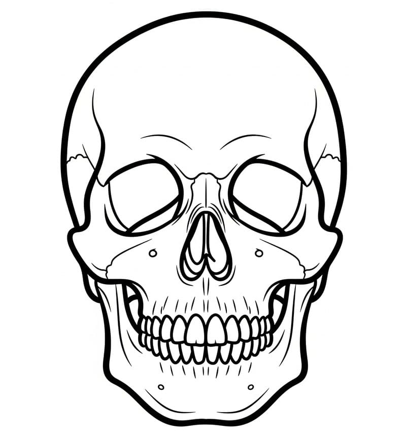 Teschio base gratuito da colorare
