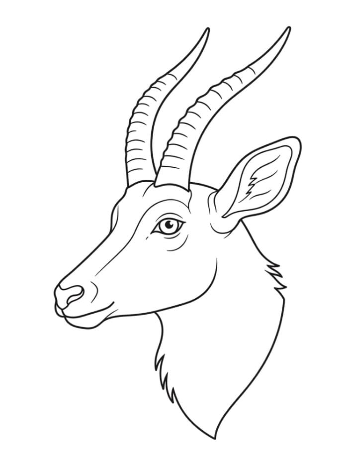 Testa di antilope da colorare
