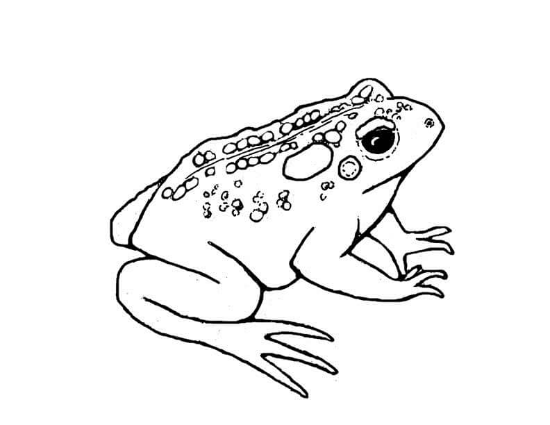 Toad 1 da colorare