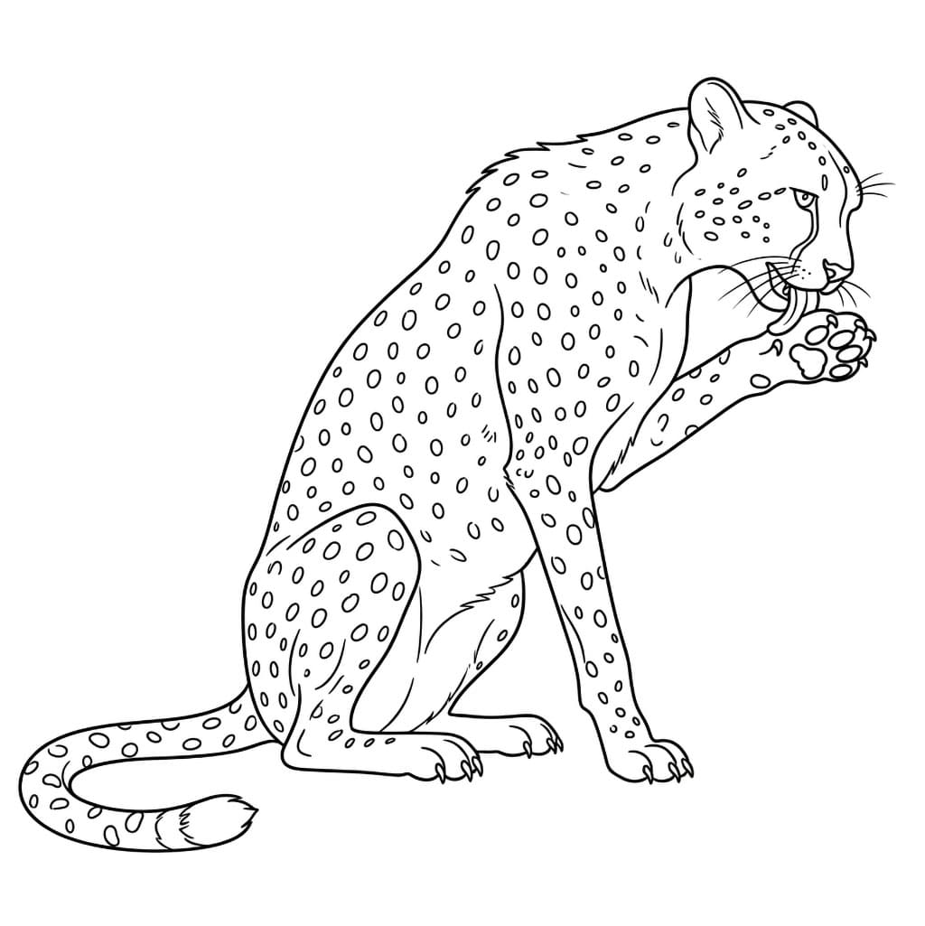 Toelettatura del ghepardo da colorare
