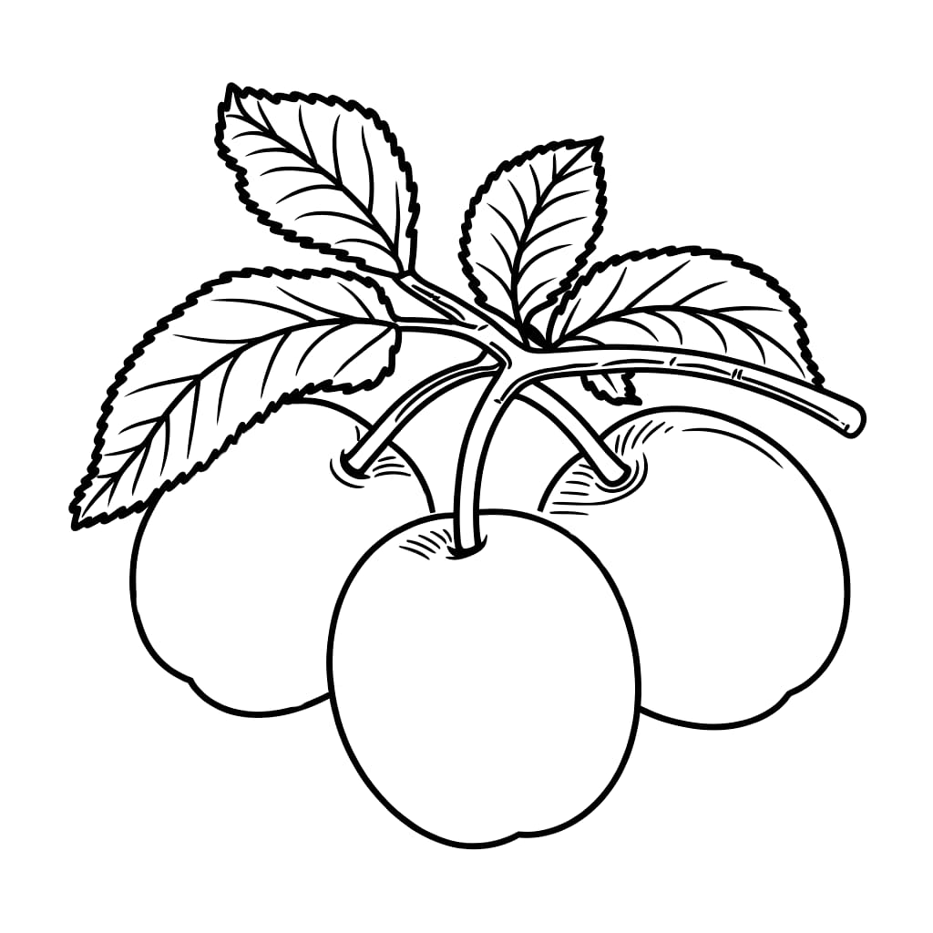 Tre prugne e foglie da colorare