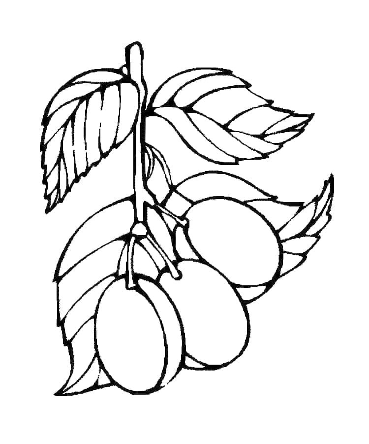 Tre prugne da colorare