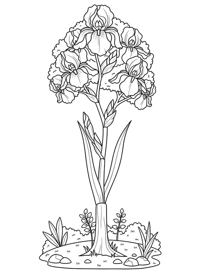 Un Fiore di Iris da colorare