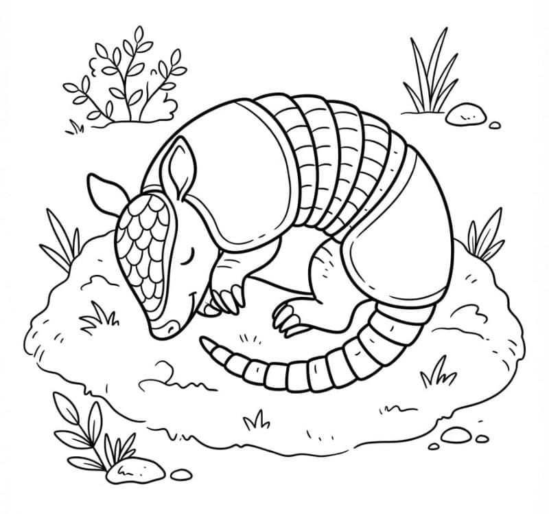 Un armadillo addormentato da colorare