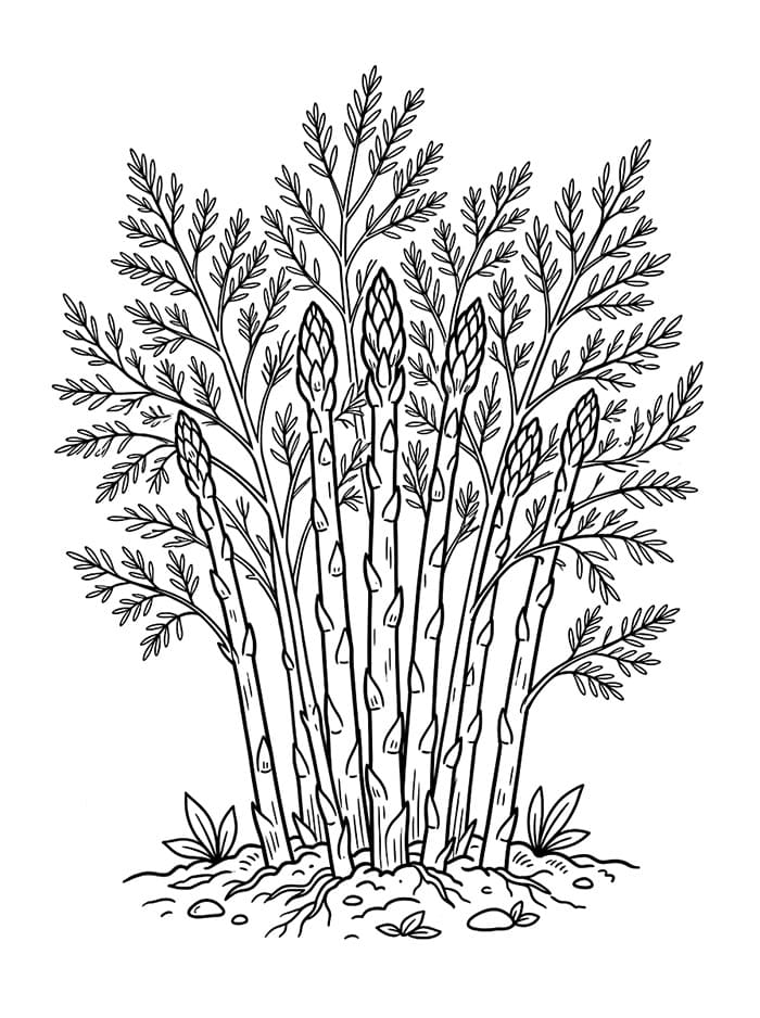 cespuglio di asleago da colorare