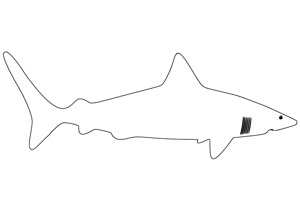 Squalo Megalodonte Da Colorare Scarica Stampa O Colora Subito Online 