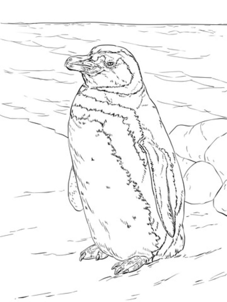 Pinguino Di Magellano Realistico Da Colorare Scarica Stampa O Colora pinguino-di-magellano-realistico-da-colorare-scarica-stampa-o-colora
