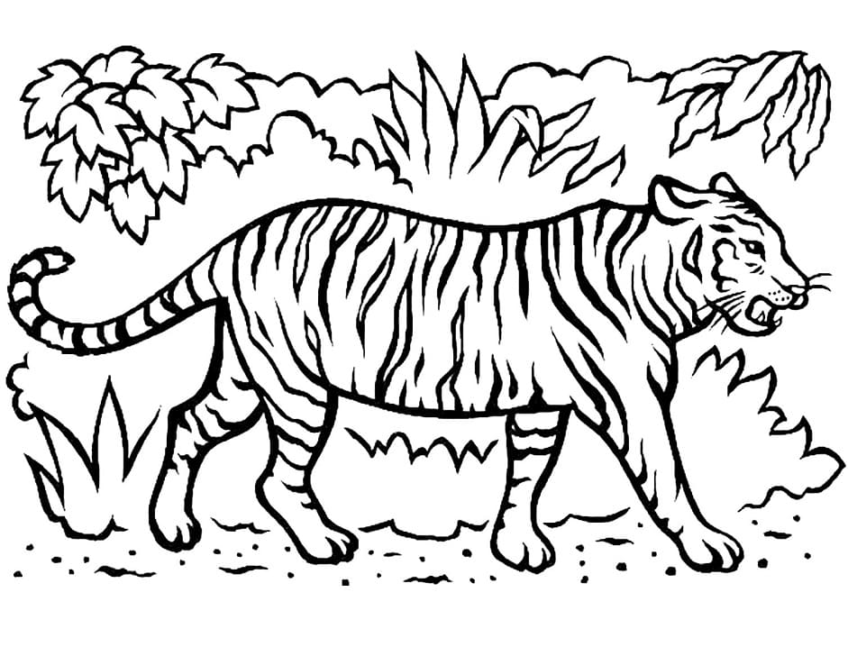 Disegni Di Tigre Da Colorare Disegni Colorare Com